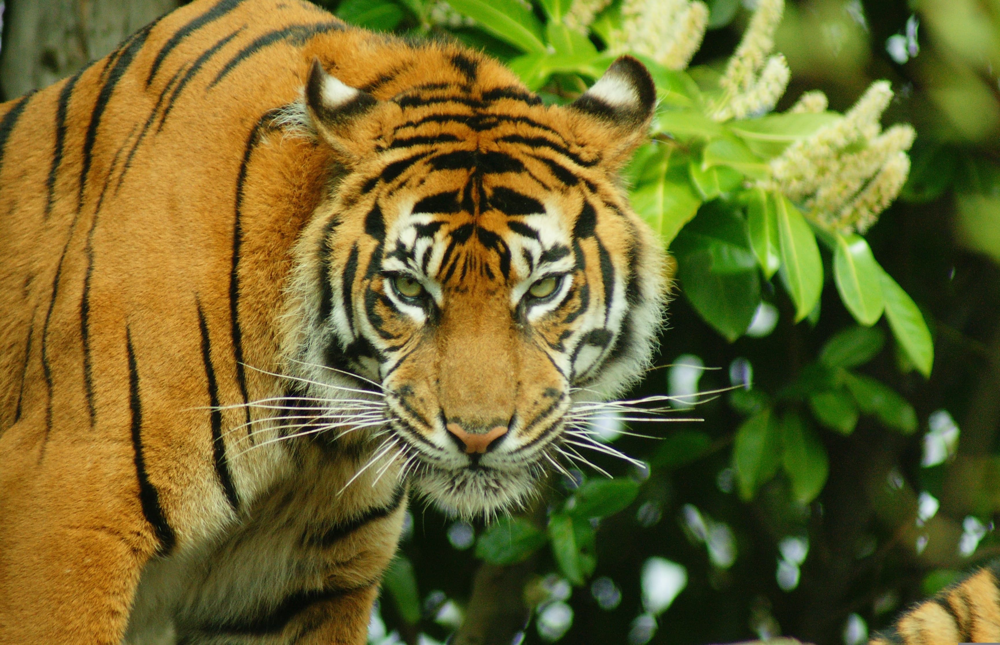 Sumatra
